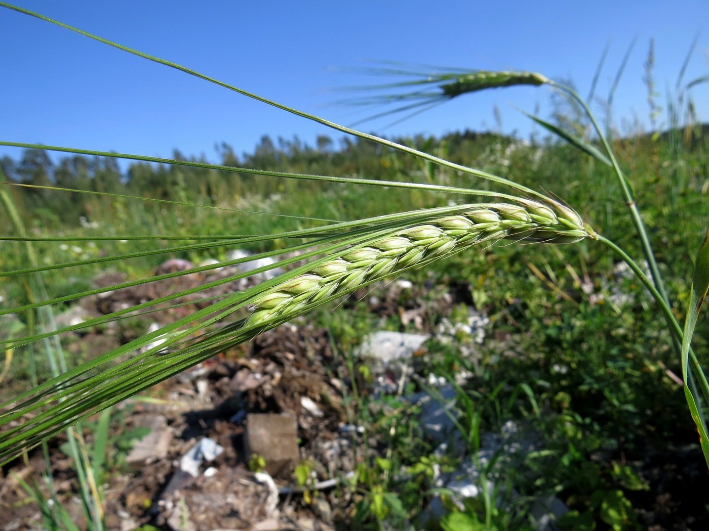 Image of Hordeum distichon specimen.