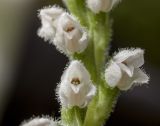 Goodyera repens