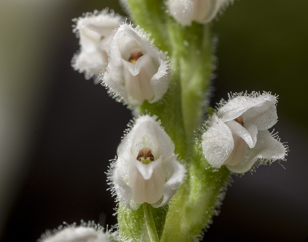 Изображение особи Goodyera repens.
