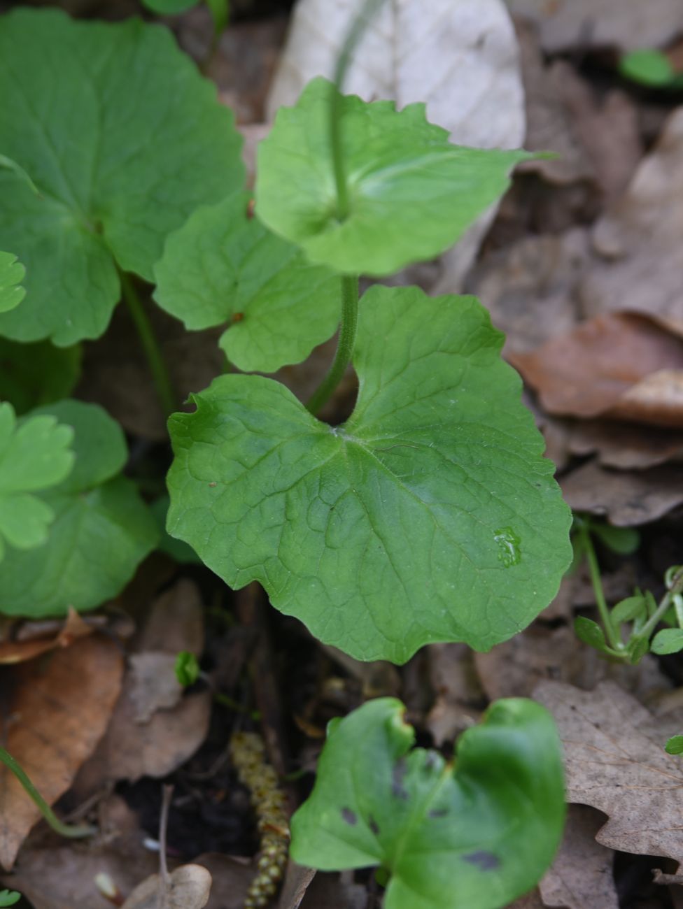 Image of Doronicum orientale specimen.