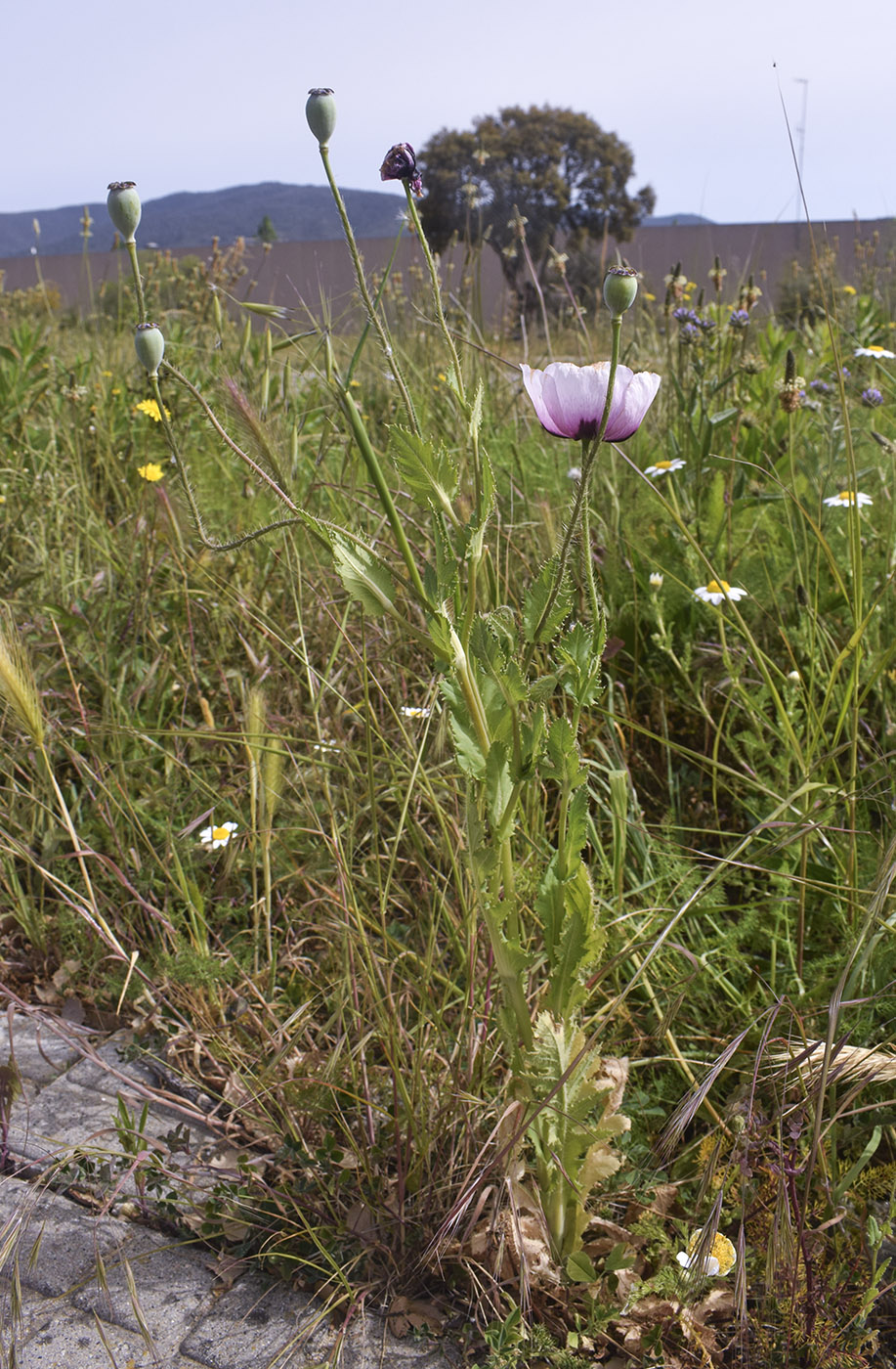Image of Papaver somniferum specimen.