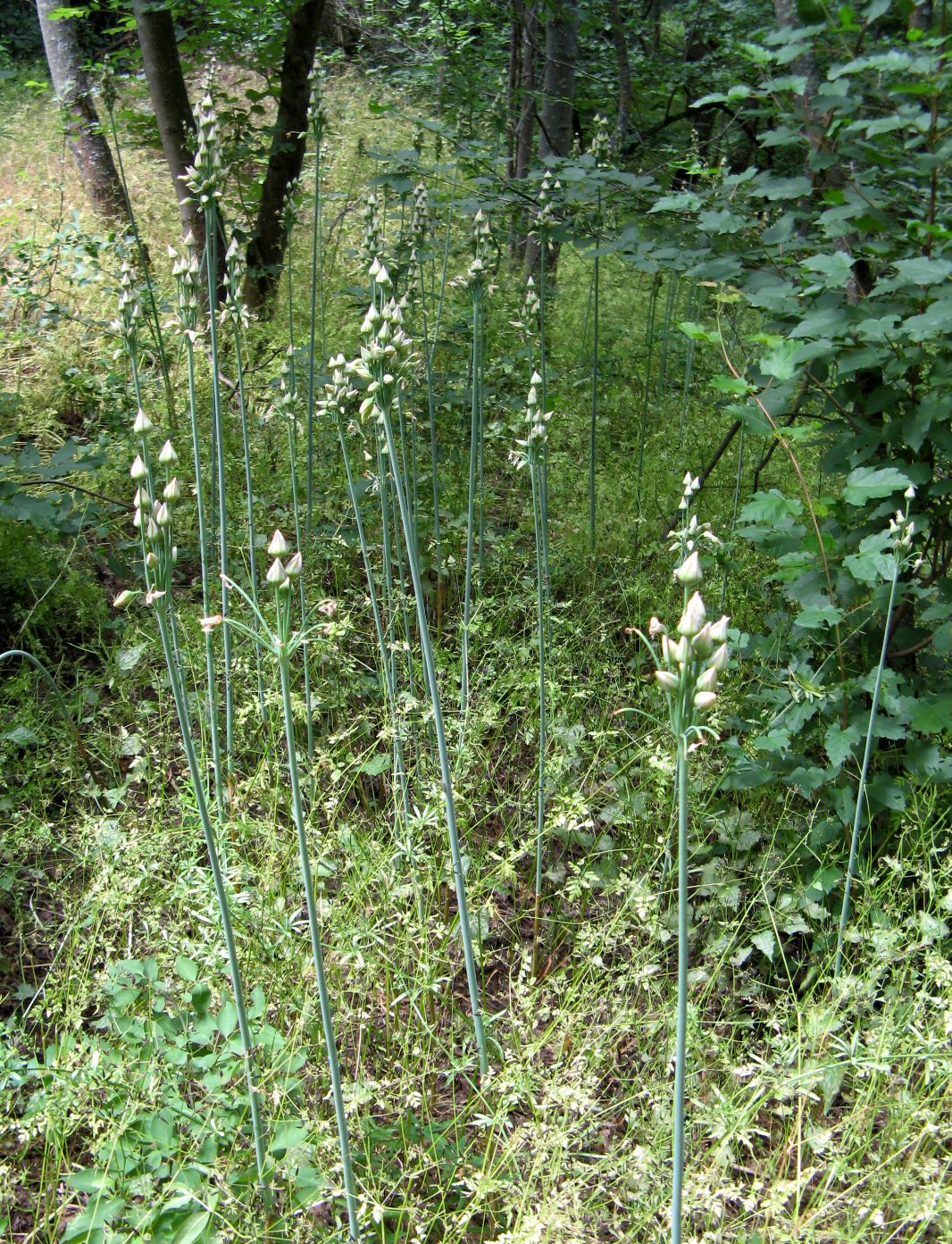 Image of Nectaroscordum bulgaricum specimen.
