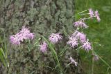Dianthus superbus