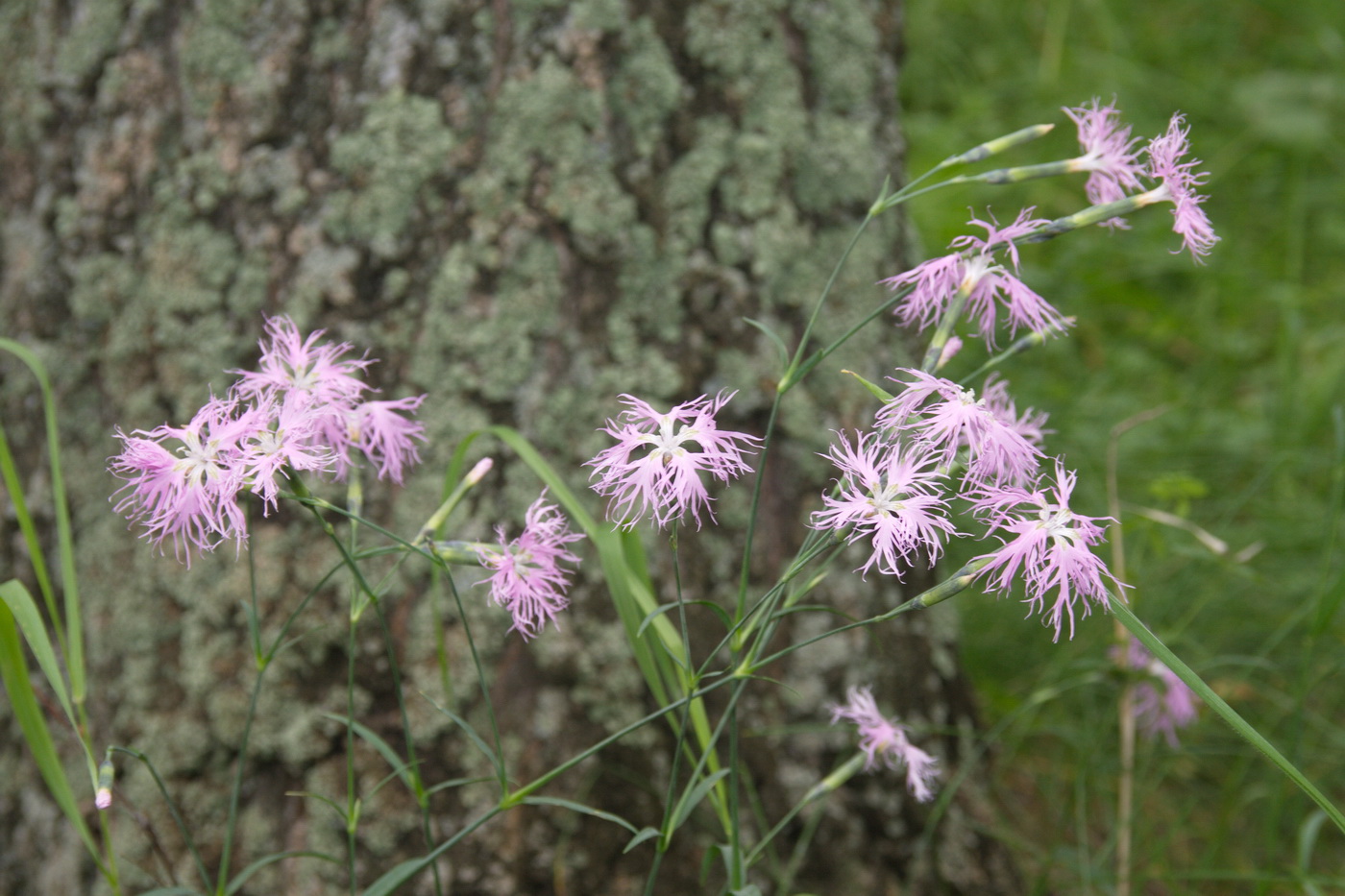 Image of Dianthus superbus specimen.