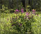 Lathyrus vernus