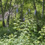 Delphinium elatum. Цветущее растение. Юго-восточный Казахстан, Джунгарский Алатау, ущ. р. Коксу 10 км выше пос. Рудничный, опушка березняка. 08.07.2013.