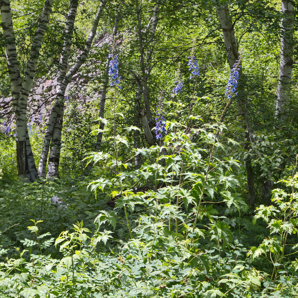 Изображение особи Delphinium elatum.