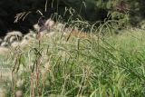 Paspalum dilatatum