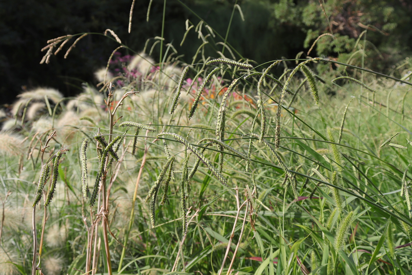 Image of Paspalum dilatatum specimen.