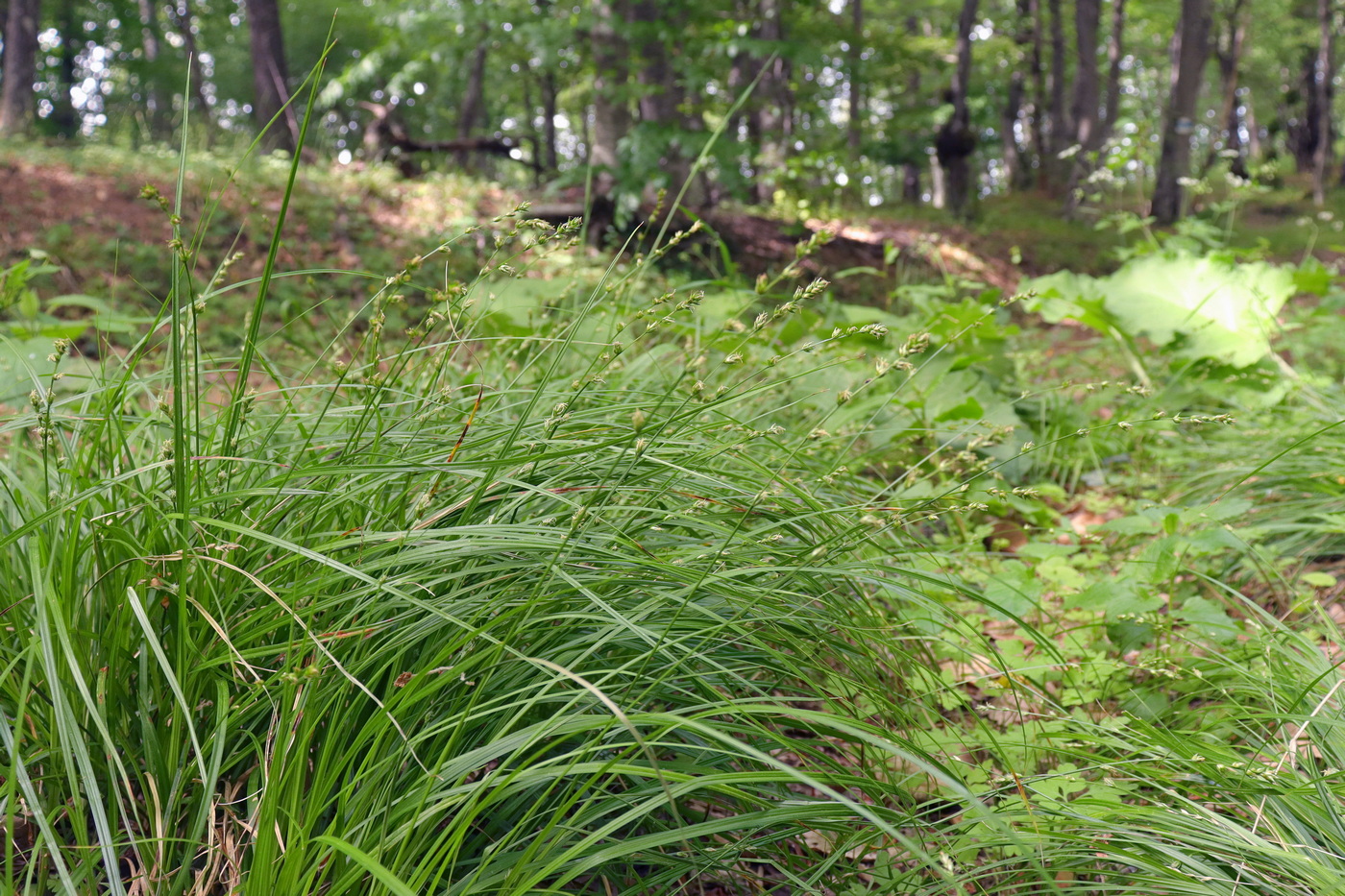 Image of Carex polyphylla specimen.