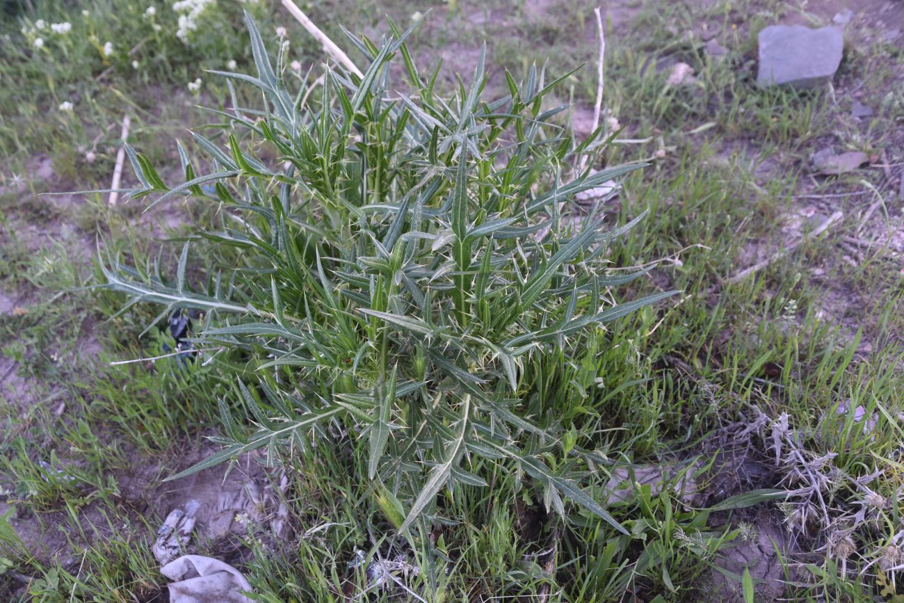 Image of genus Cirsium specimen.