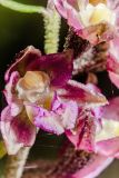 Epipactis atrorubens