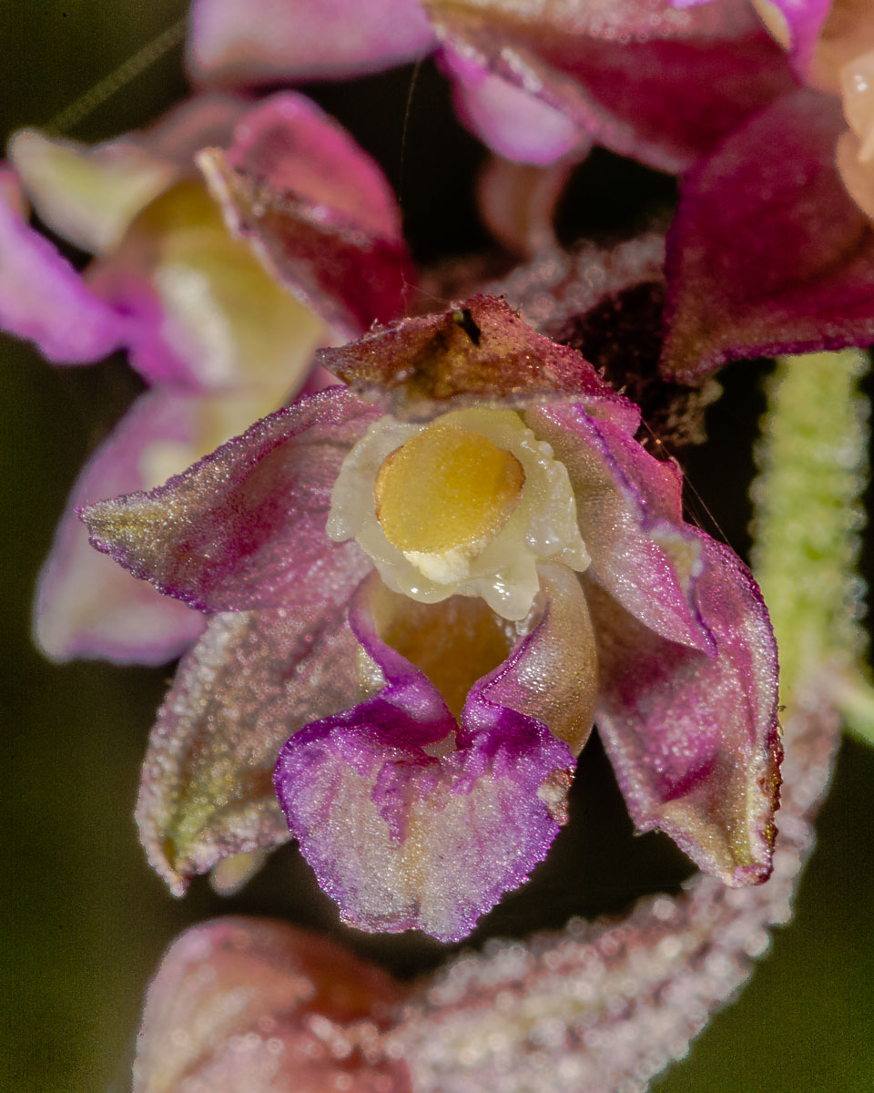 Image of Epipactis atrorubens specimen.