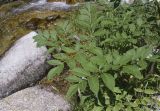 Angelica sylvestris. Верхушки листьев в прикорневой части. Испания, Каталония, пров. Жирона, комарка Рипольес, муниципалитет Сеткасес, окр. н.п. Сеткасес, ≈1300 м н.у.м., пойма р. Тер, каменистый берег реки. 29.06.2025.