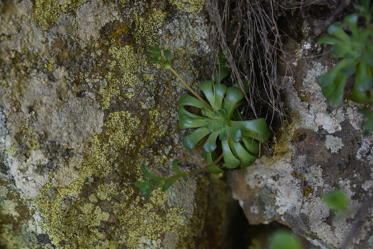 Image of Unknown species specimen.
