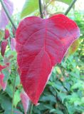 Swida alternifolia. Лист в осенней окраске. Московская обл., Щёлковский р-н, в культуре. 07.09.2025.