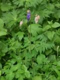 Aquilegia olympica