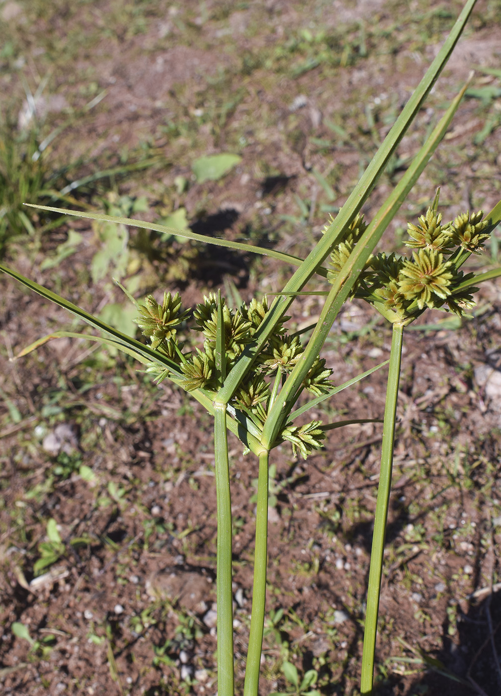 Image of Cyperus eragrostis specimen.