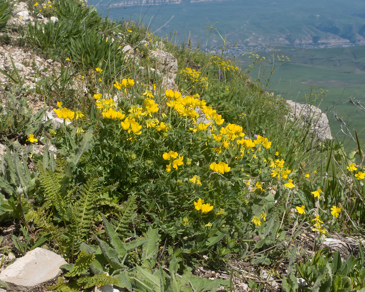 Изображение особи Lotus caucasicus.