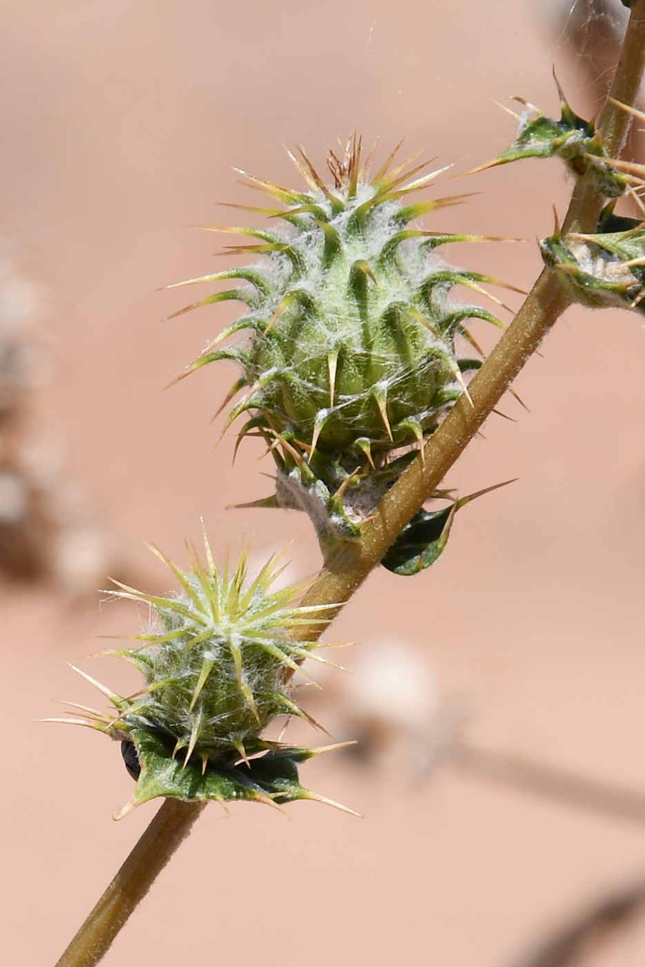 Image of Cousinia affinis specimen.