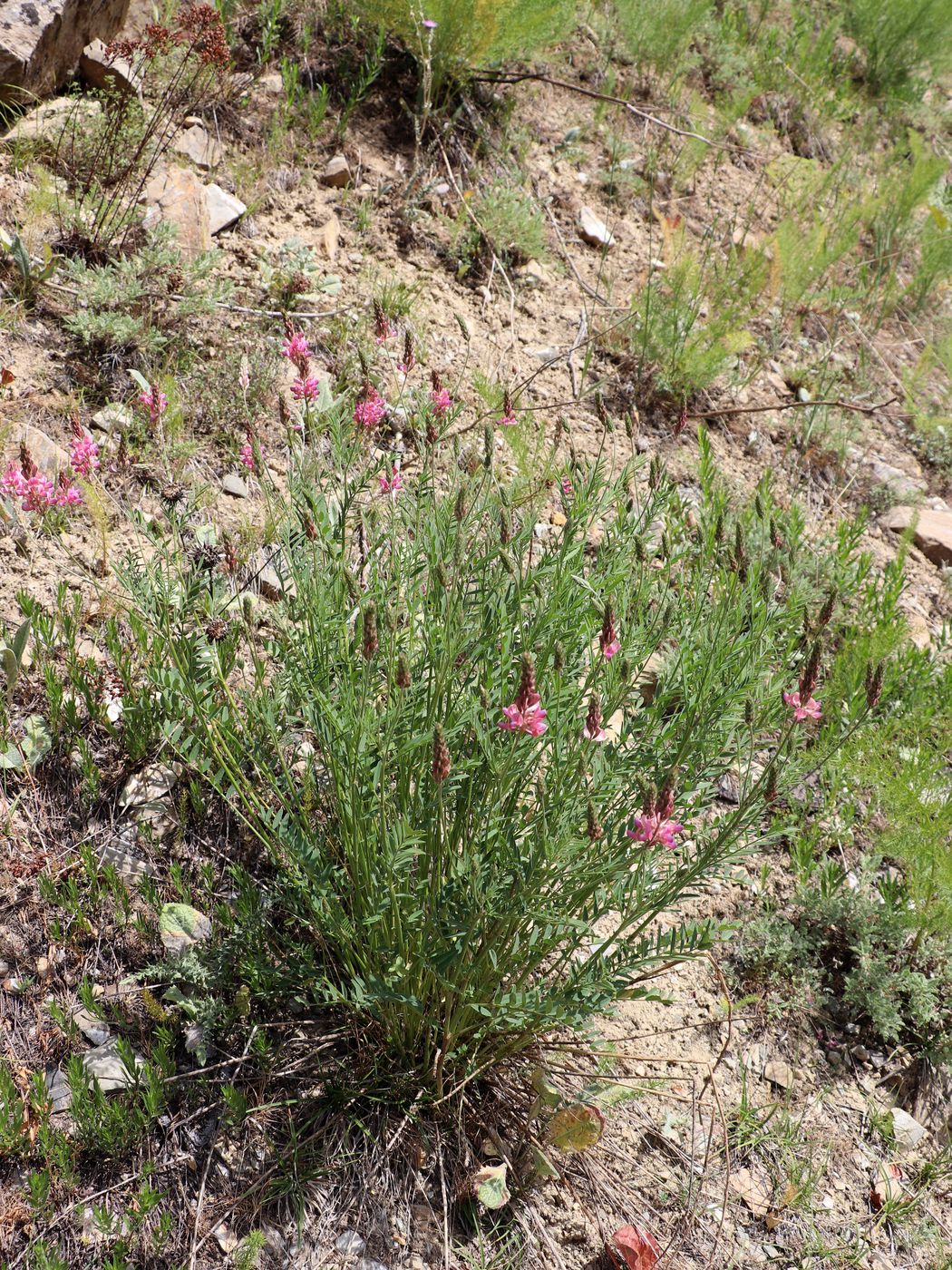 Image of Onobrychis arenaria specimen.