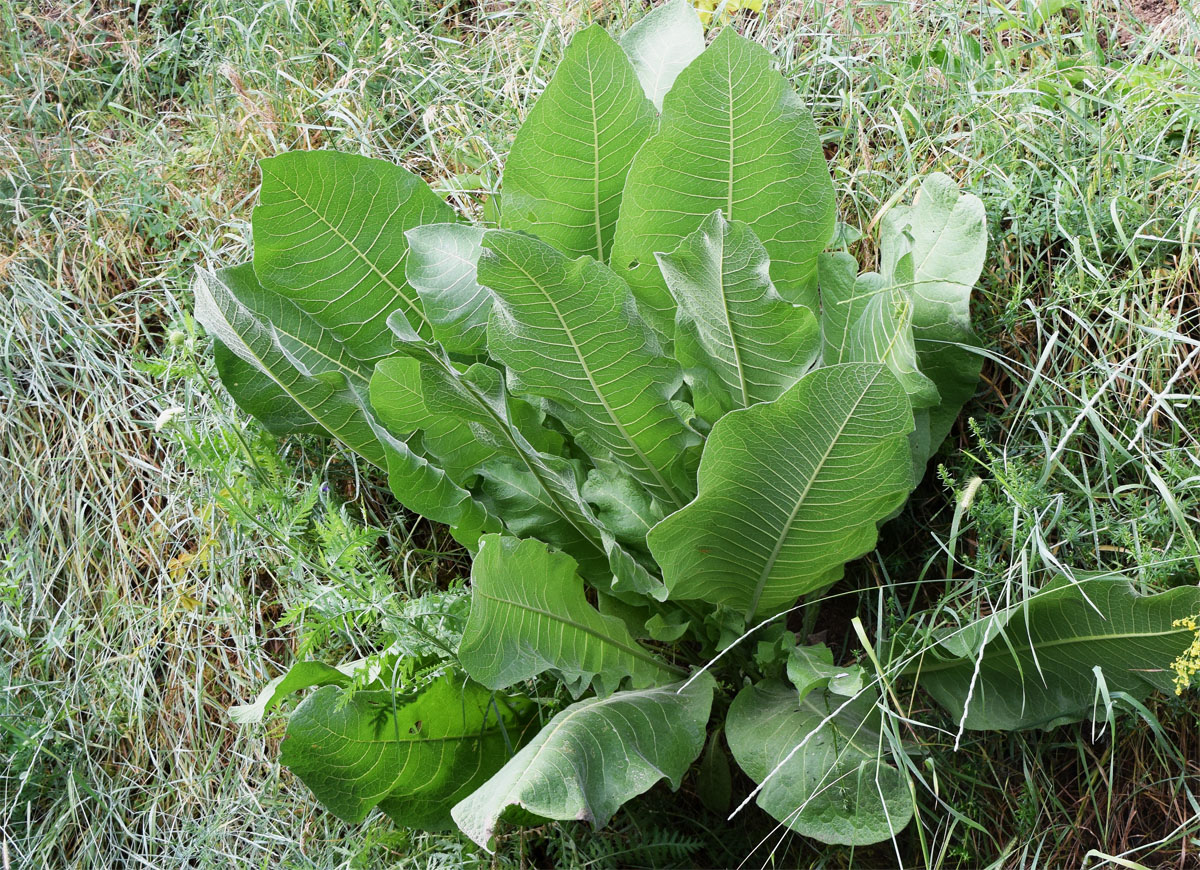 Изображение особи Inula macrophylla.