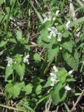 Lamium purpureum. Цветущие растения (белоцветковая форма). Крым, Севастополь, приморский склон в окр. Троицкой балки. 17 апреля 2011 г.