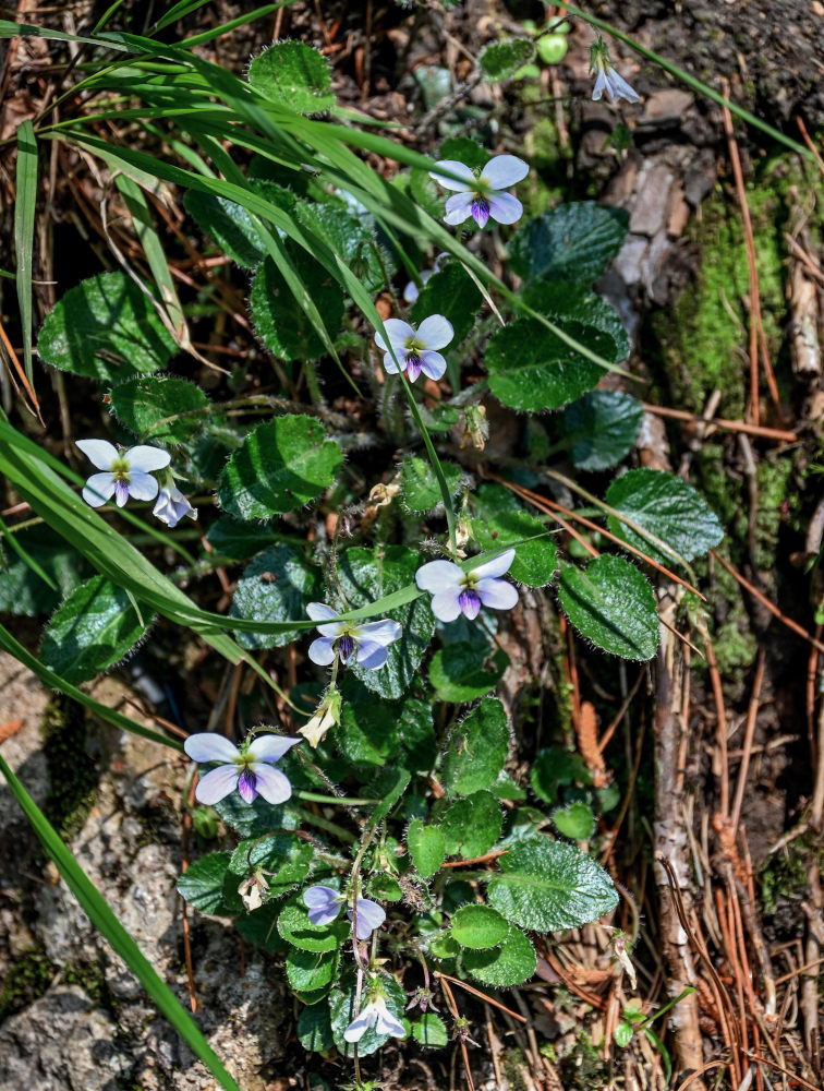 Изображение особи Viola lucens.