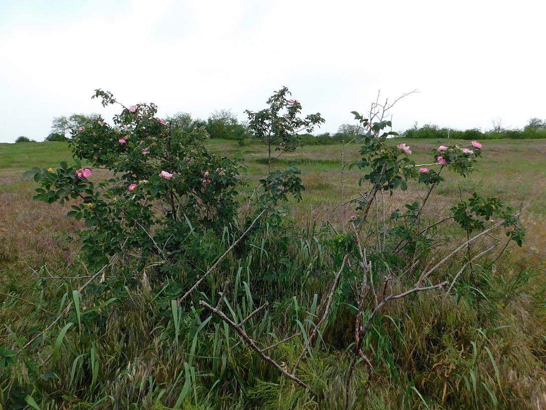 Изображение особи род Rosa.