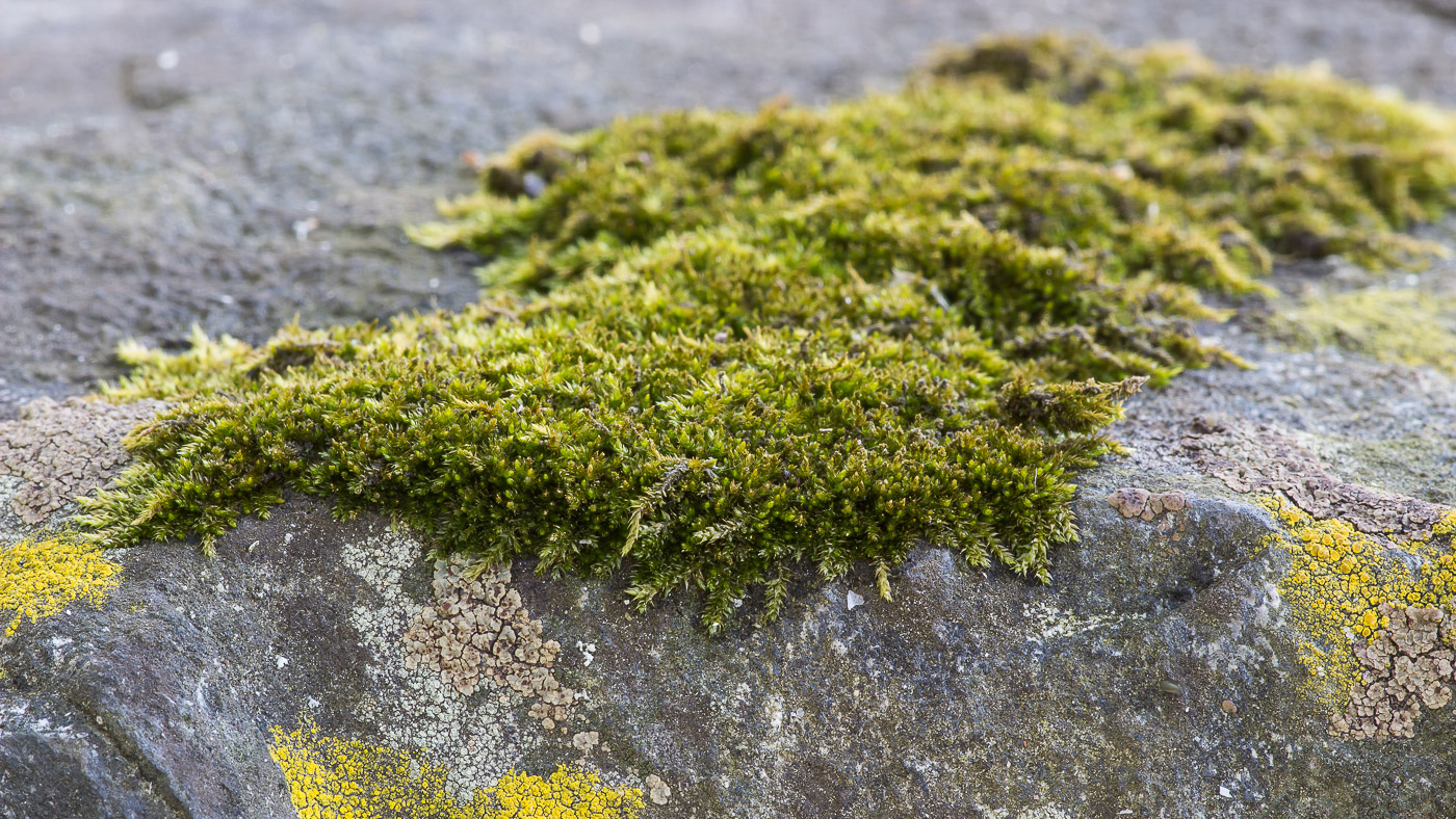 Image of Platygyrium repens specimen.