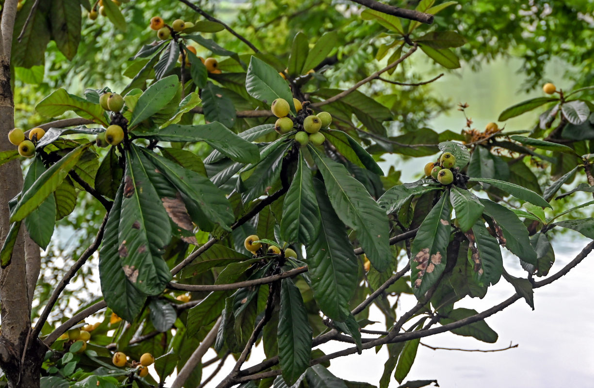 Изображение особи Eriobotrya japonica.