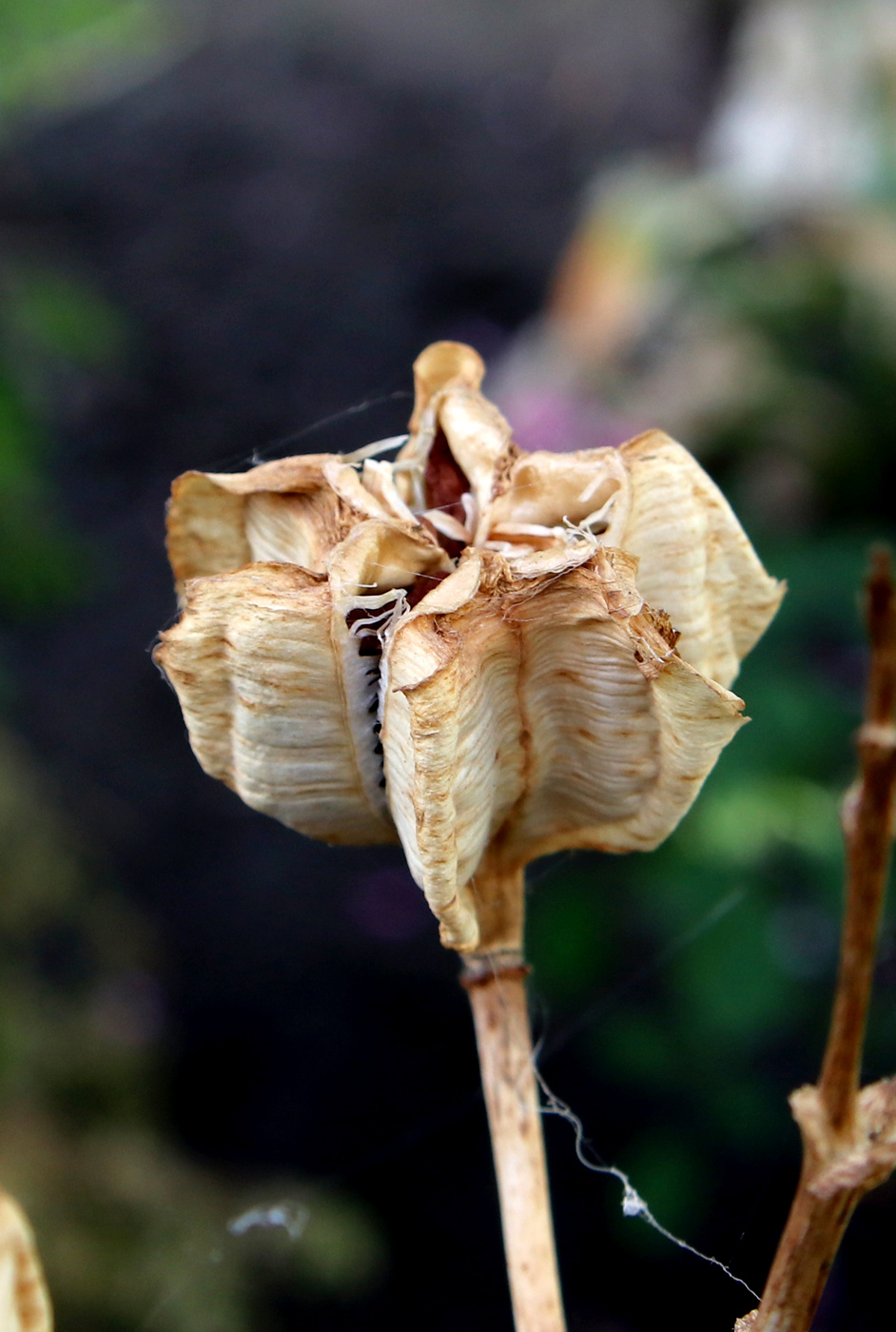Image of Fritillaria imperialis specimen.