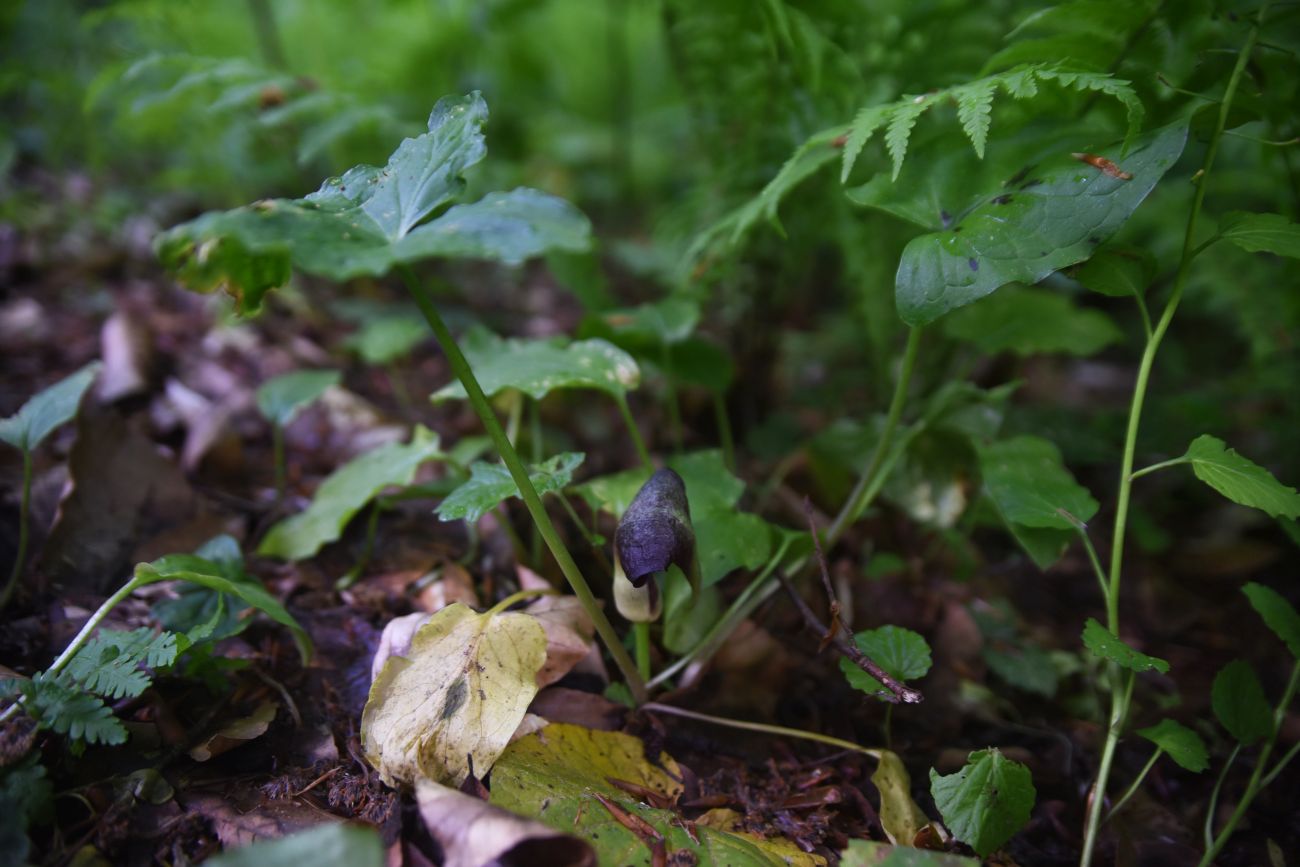 Изображение особи род Arum.