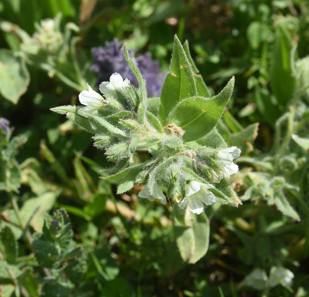 Image of Nonea lutea specimen.