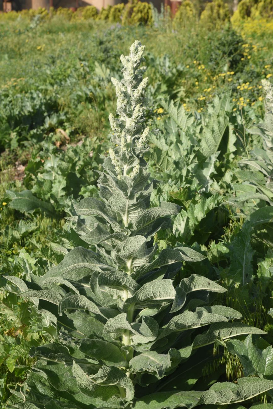 Image of genus Verbascum specimen.