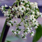 Sambucus sibirica. Соцветие. Свердловская обл., окр. г. Североуральск, дачный участок. 15.05.2021.