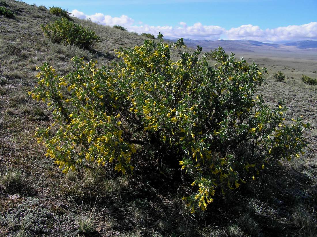 Image of Caragana bungei specimen.