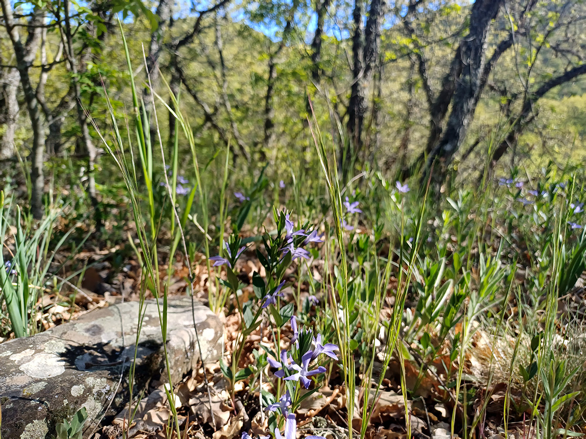 Изображение особи Vinca herbacea.