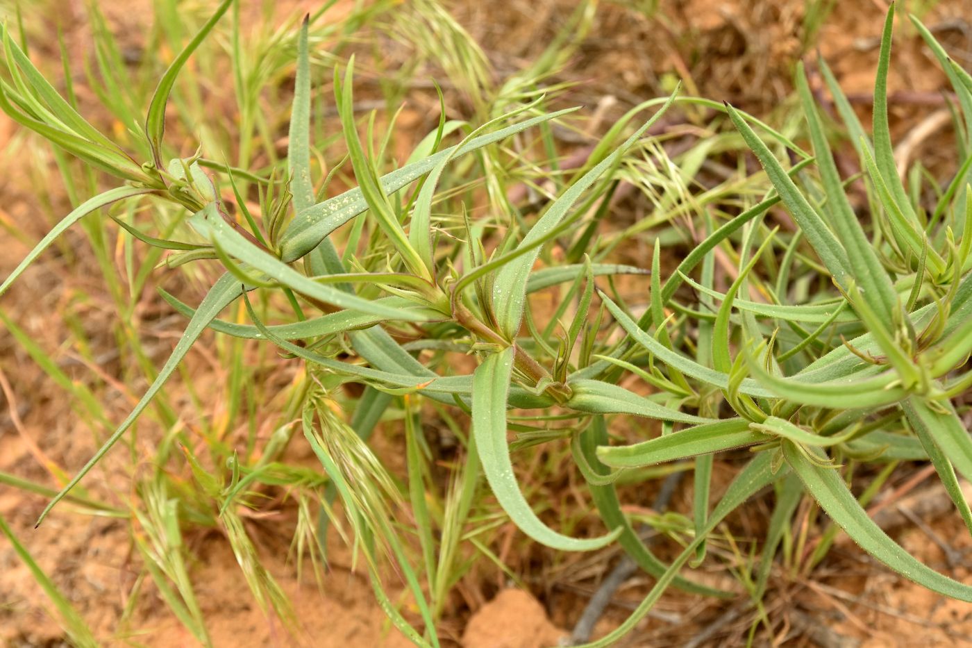 Изображение особи Gypsophila paniculata.