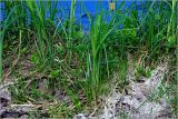 Carex acuta. Развивающиеся побеги. Московская обл., Раменский р-н, окр. дер. Хрипань, садовый участок. 17.05.2026.
