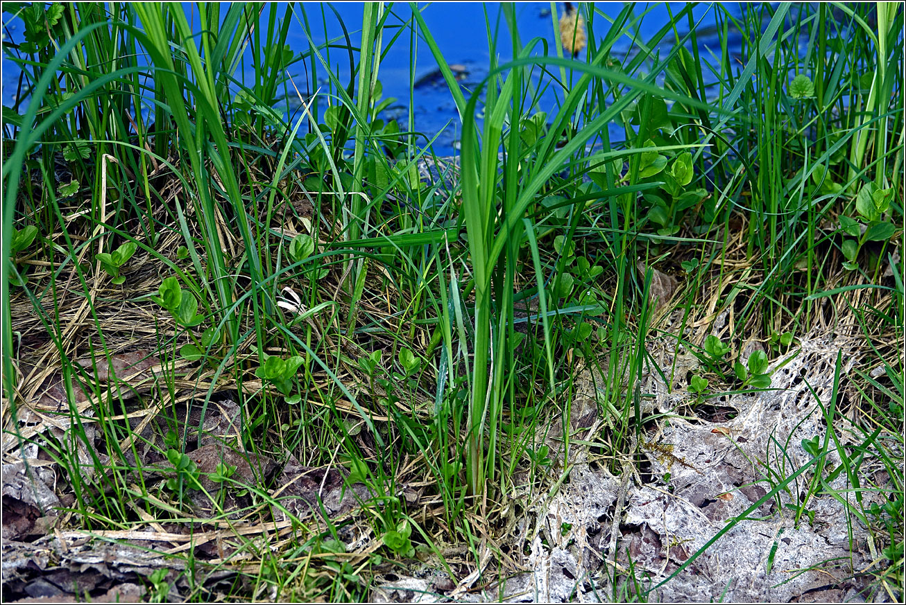 Изображение особи Carex acuta.