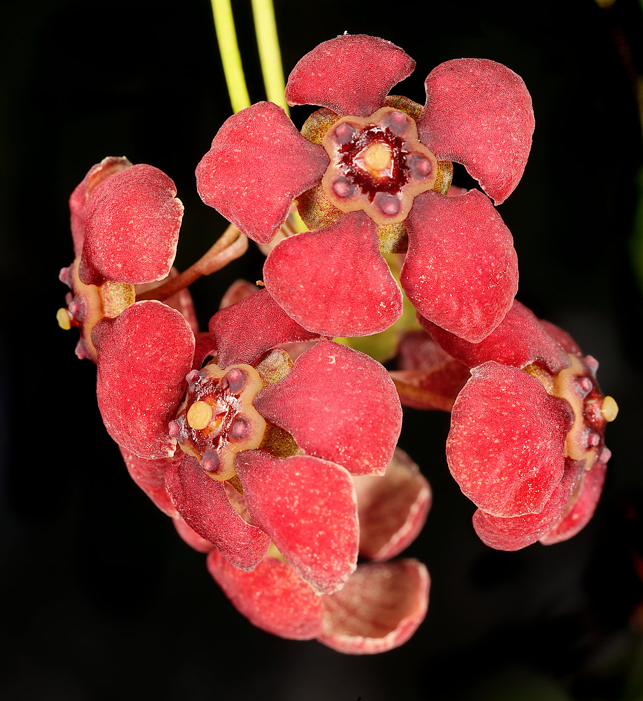 Image of Euonymus miniatus specimen.