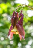 Aquilegia oxysepala. Цветок в каплях дождя. Приморский край, Лазовский р-н, дол. р. Северный, широколиственный лес. 10.06.2026.
