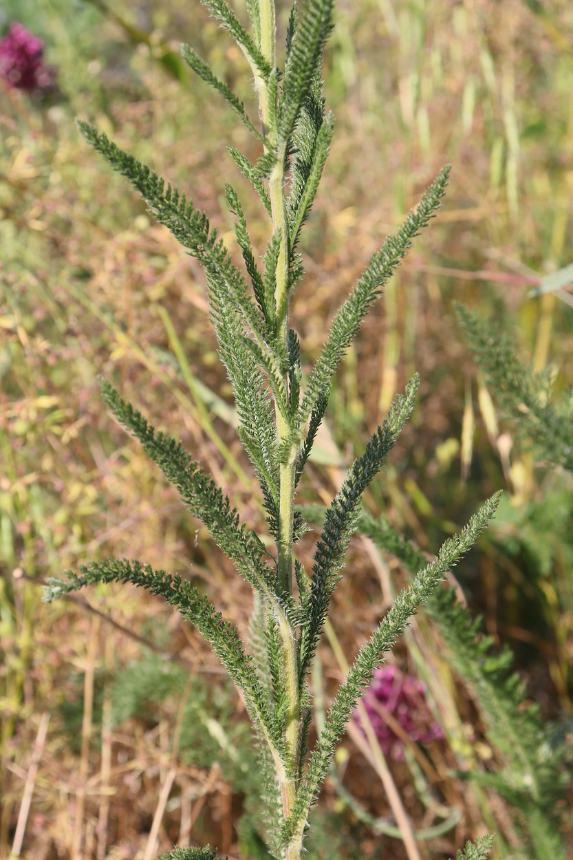 Image of Achillea setacea specimen.