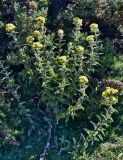 Смотреть изображение род Helichrysum