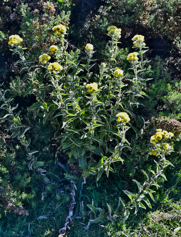 Изображение особи род Helichrysum.