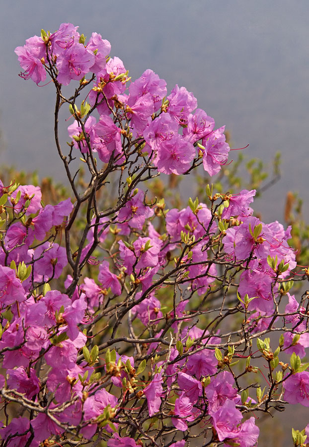 Изображение особи Rhododendron mucronulatum.