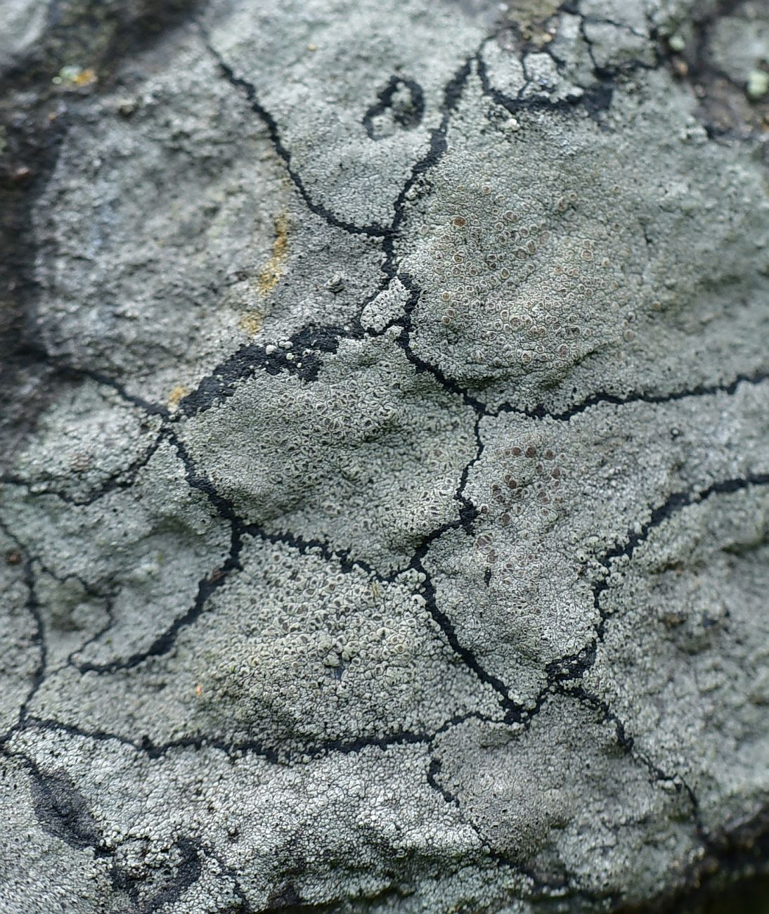 Image of division Ascomycota specimen.