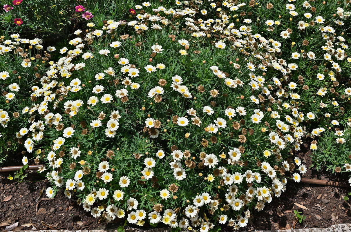 Image of Argyranthemum frutescens specimen.