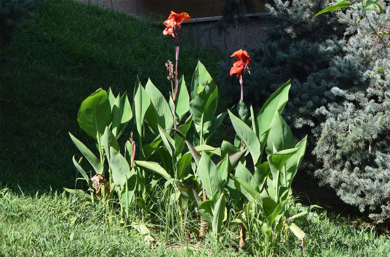 Изображение особи Canna indica.